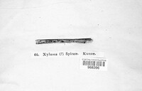 Xyloma spireae image